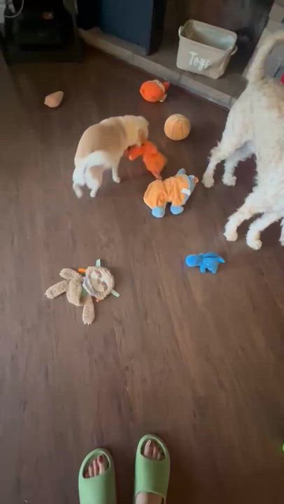 Enlarge CHARLES, a ADOPTABLE mixed breed in Surrey, BC video 3/3