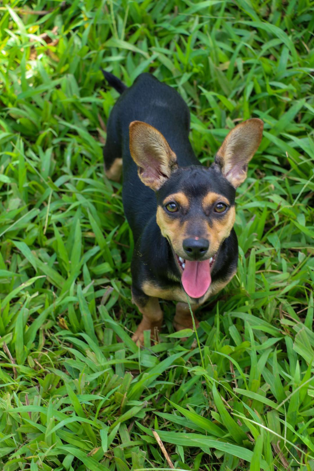 Enlarge PICCHU (12 lbs), a Adoptable mixed breed in New York, NY image 4/6