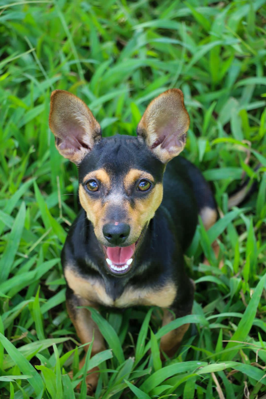 PICCHU (12 lbs), Adoptable, Puppy Male Dachshund & Chiweenie.