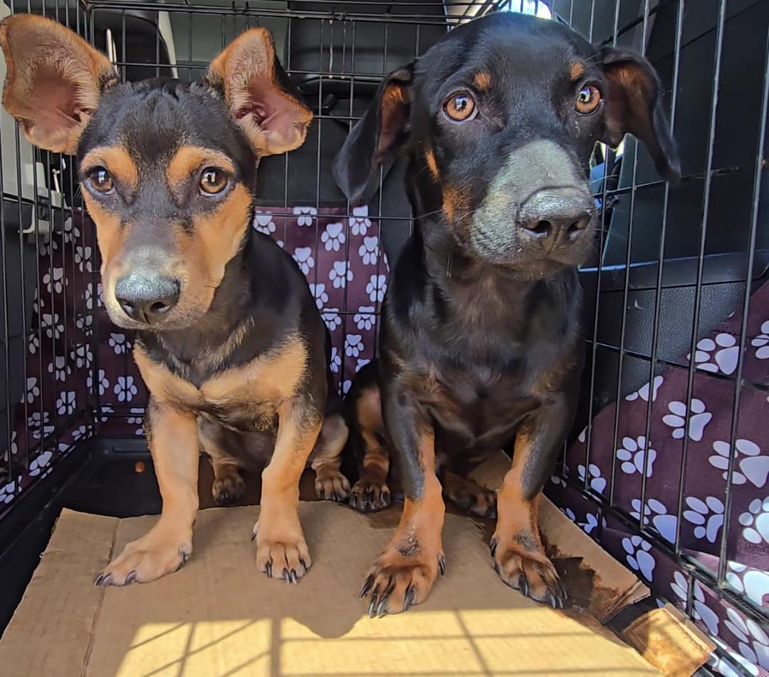 Enlarge PICCHU (12 lbs), a Adoptable mixed breed in New York, NY image 2/6