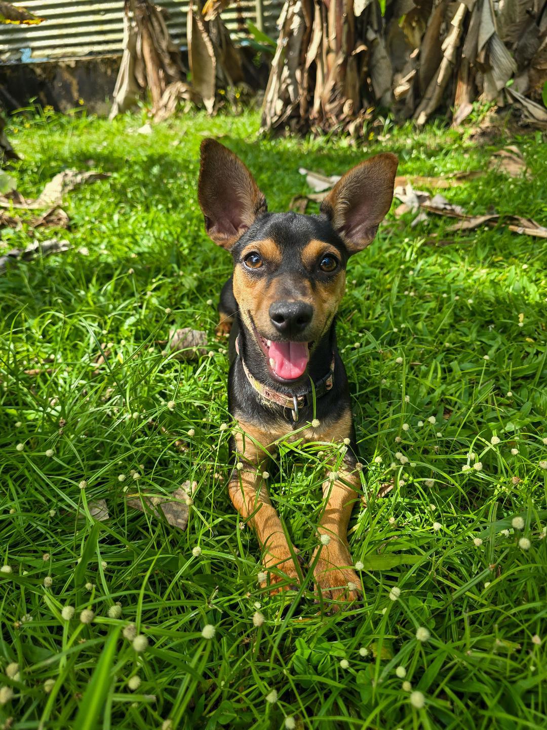 PICCHU - sweet & gentle, a Adoptable mixed breed in New York, NY image 1/6