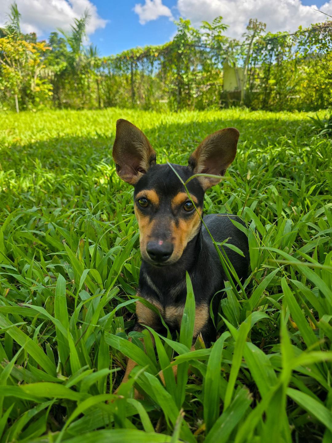 Enlarge PICCHU (12 lbs), a Adoptable mixed breed in New York, NY image 6/6