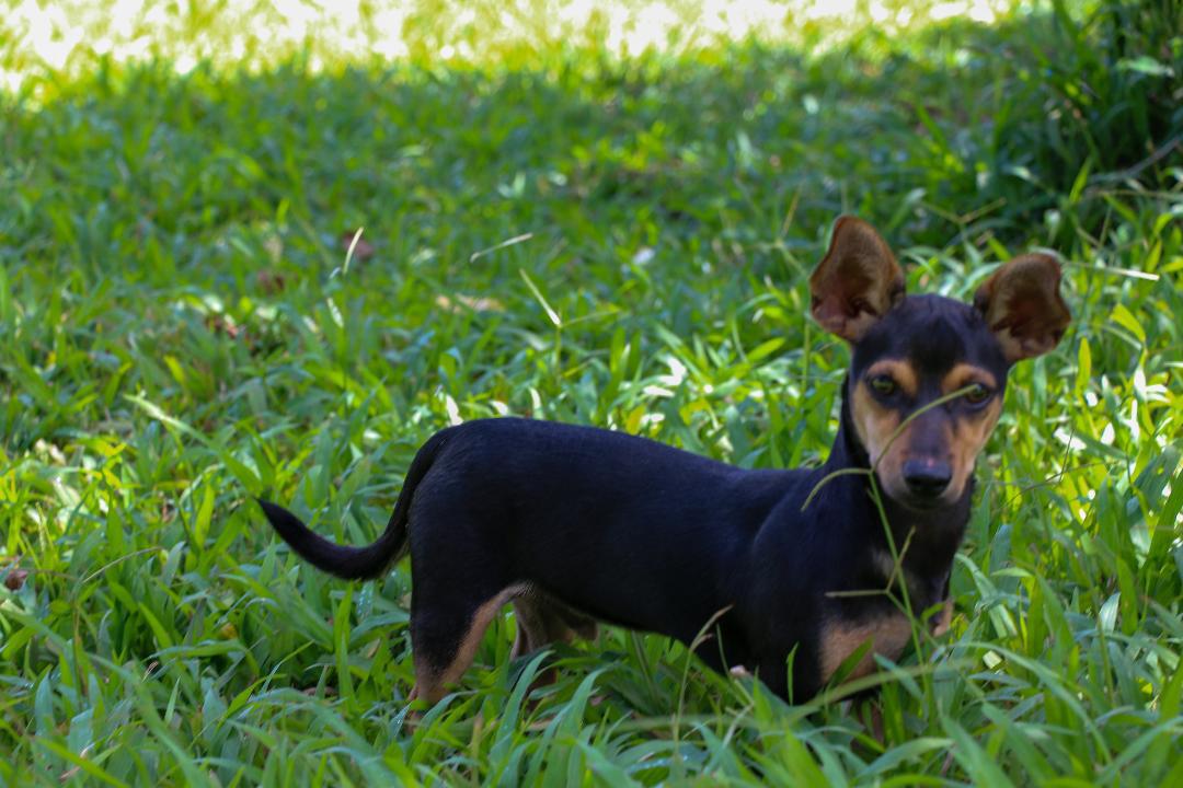 Enlarge PICCHU (12 lbs), a Adoptable mixed breed in New York, NY image 3/6