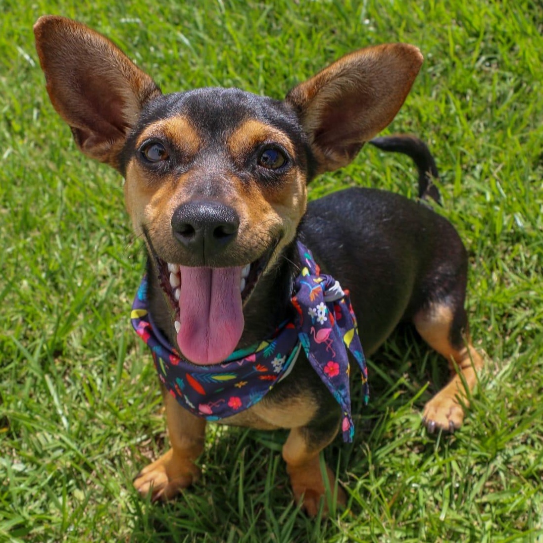 PICCHU - sweet & gentle, Adoptable, Puppy Male Dachshund & Chiweenie.