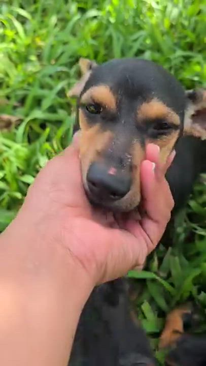 Enlarge PICCHU (12 lbs), a Adoptable mixed breed in New York, NY video 5/6