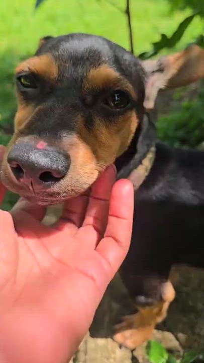 Enlarge PICCHU - sweet & gentle, a Adoptable mixed breed in New York, NY video 2/6