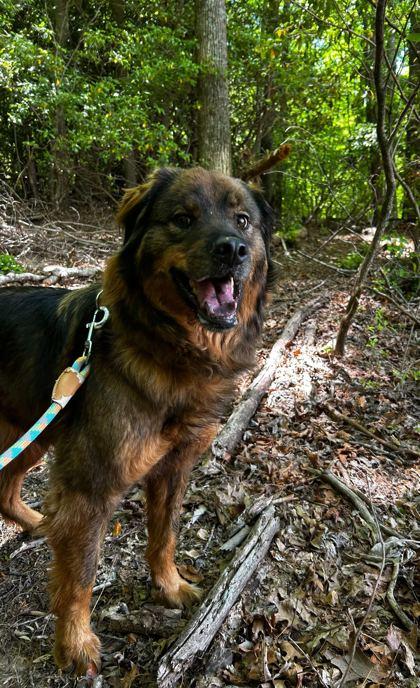 Subi, Adoptable, Adult Male Terrier & Husky.