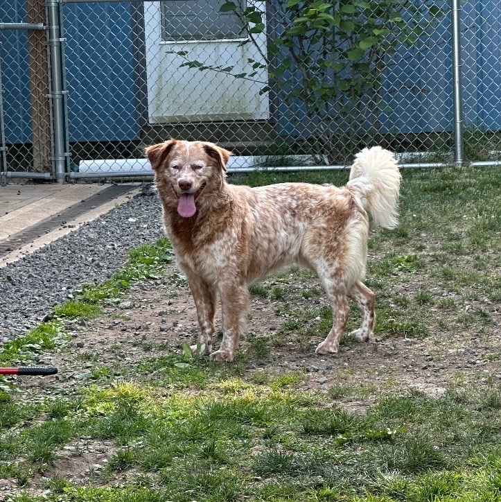 Bentley , Adopted, Adult Male Irish Setter.
