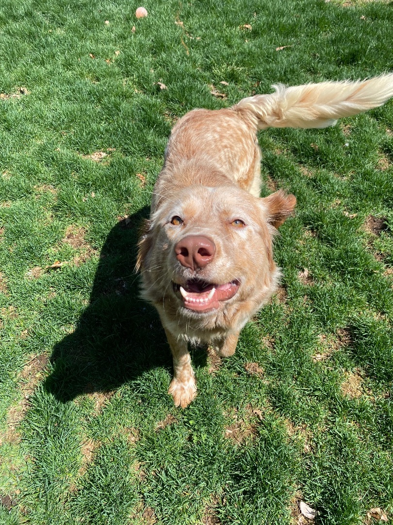 Enlarge Bentley , a Adopted mixed breed in Hopatcong, NJ image 2/6