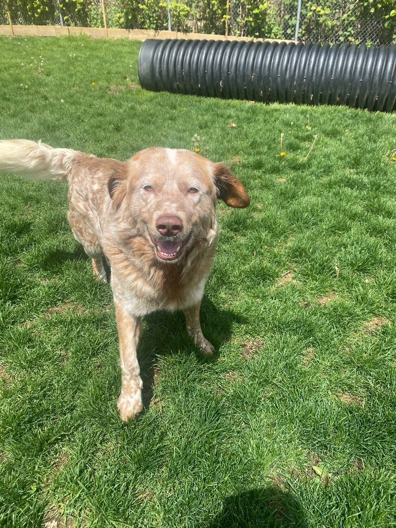 Enlarge Bentley , a Adopted mixed breed in Hopatcong, NJ image 3/6
