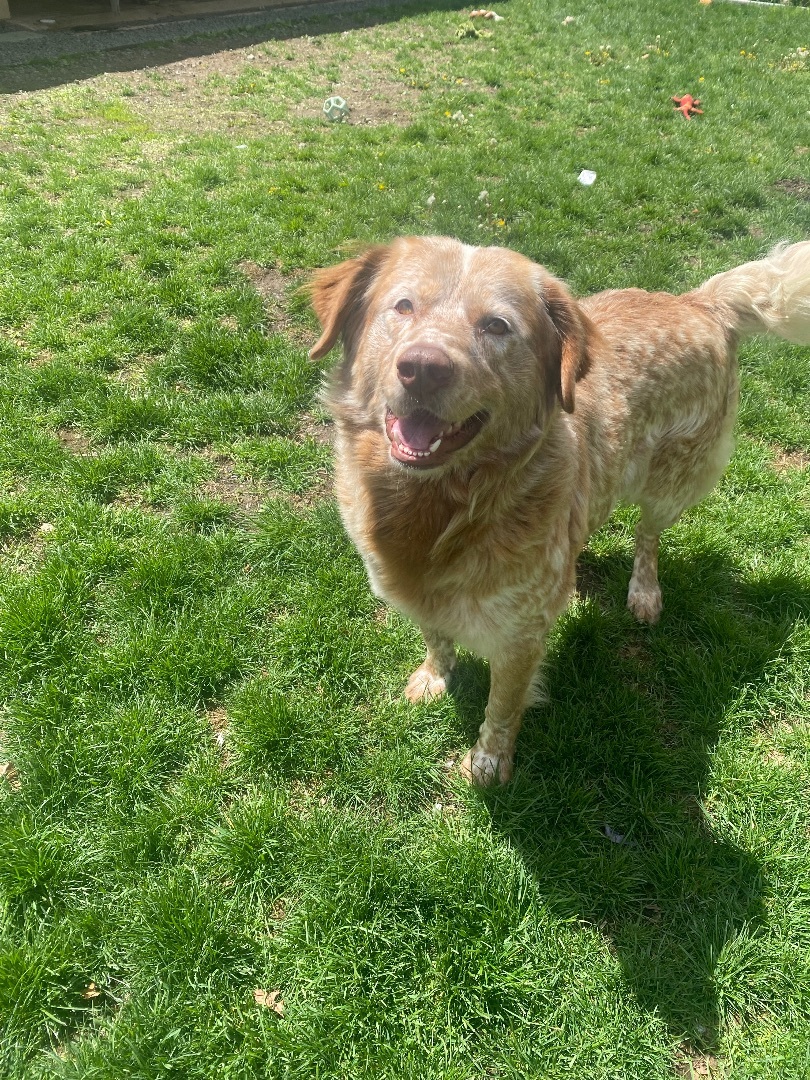 Enlarge Bentley , a Adopted mixed breed in Hopatcong, NJ image 4/6