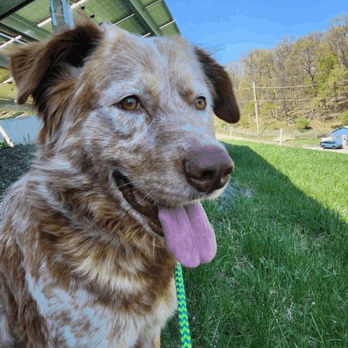Enlarge Bentley , a Adopted mixed breed in Hopatcong, NJ image 5/6
