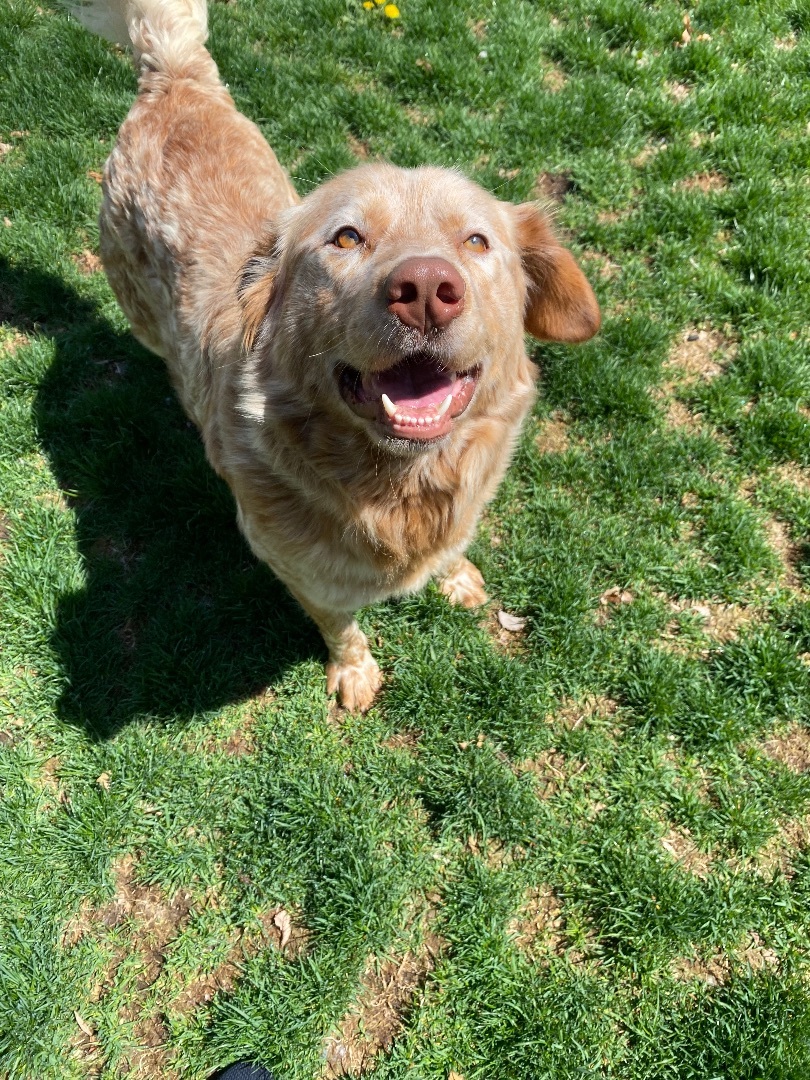 Enlarge Bentley , a Adopted mixed breed in Hopatcong, NJ image 6/6