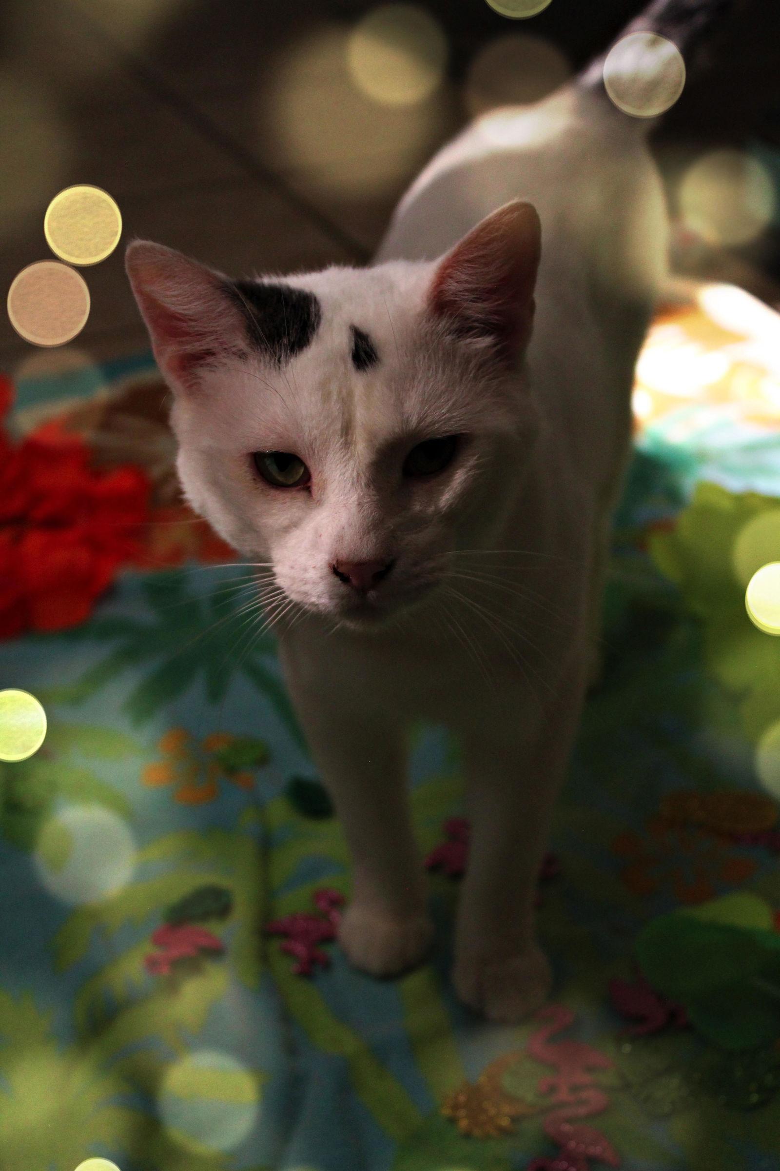 Pepper, Adoptable, Adult Male American Shorthair.