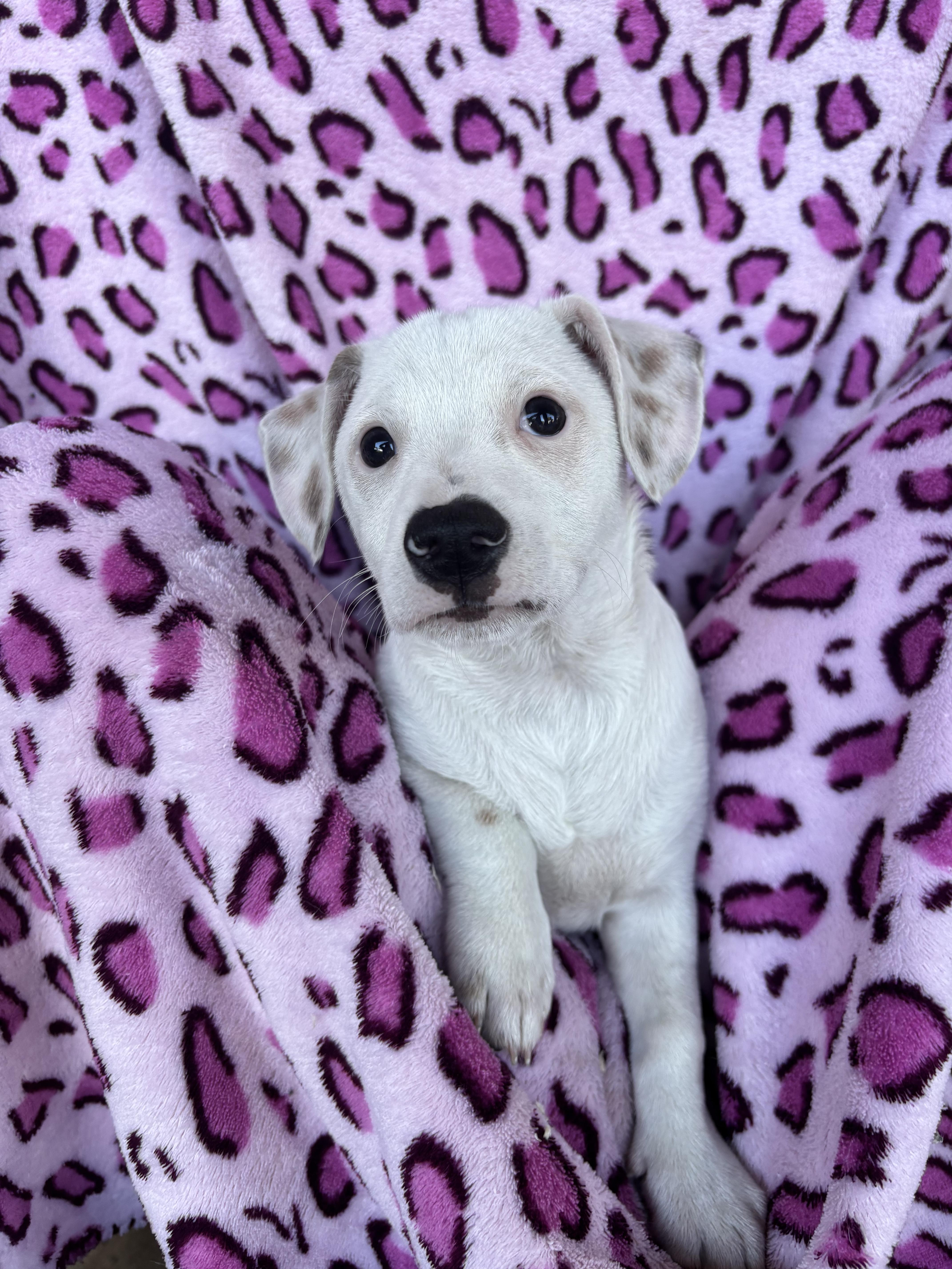 Squat, Adoptable, Puppy Male Chihuahua.