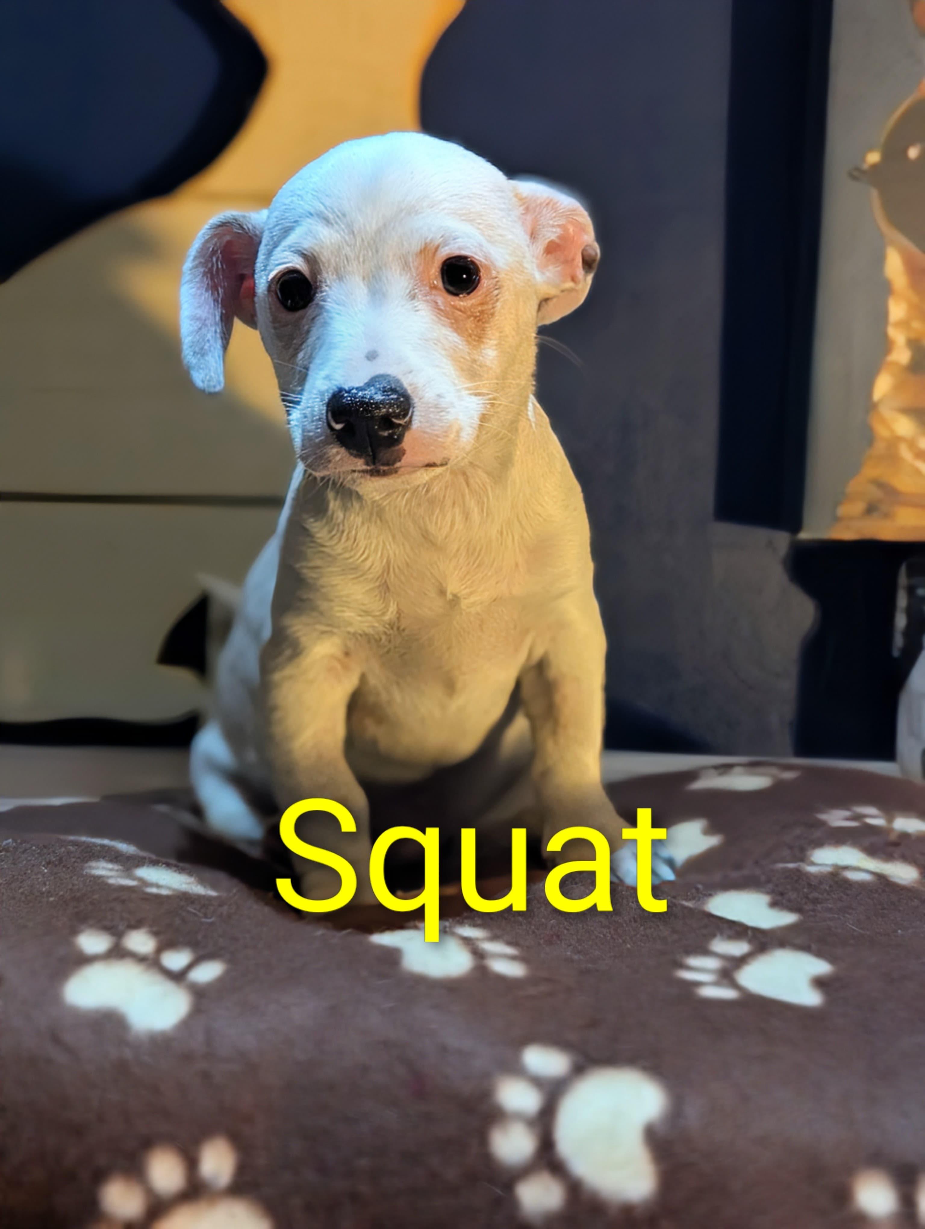 Squat, a Adoptable mixed breed in San Jose, CA image 2/2