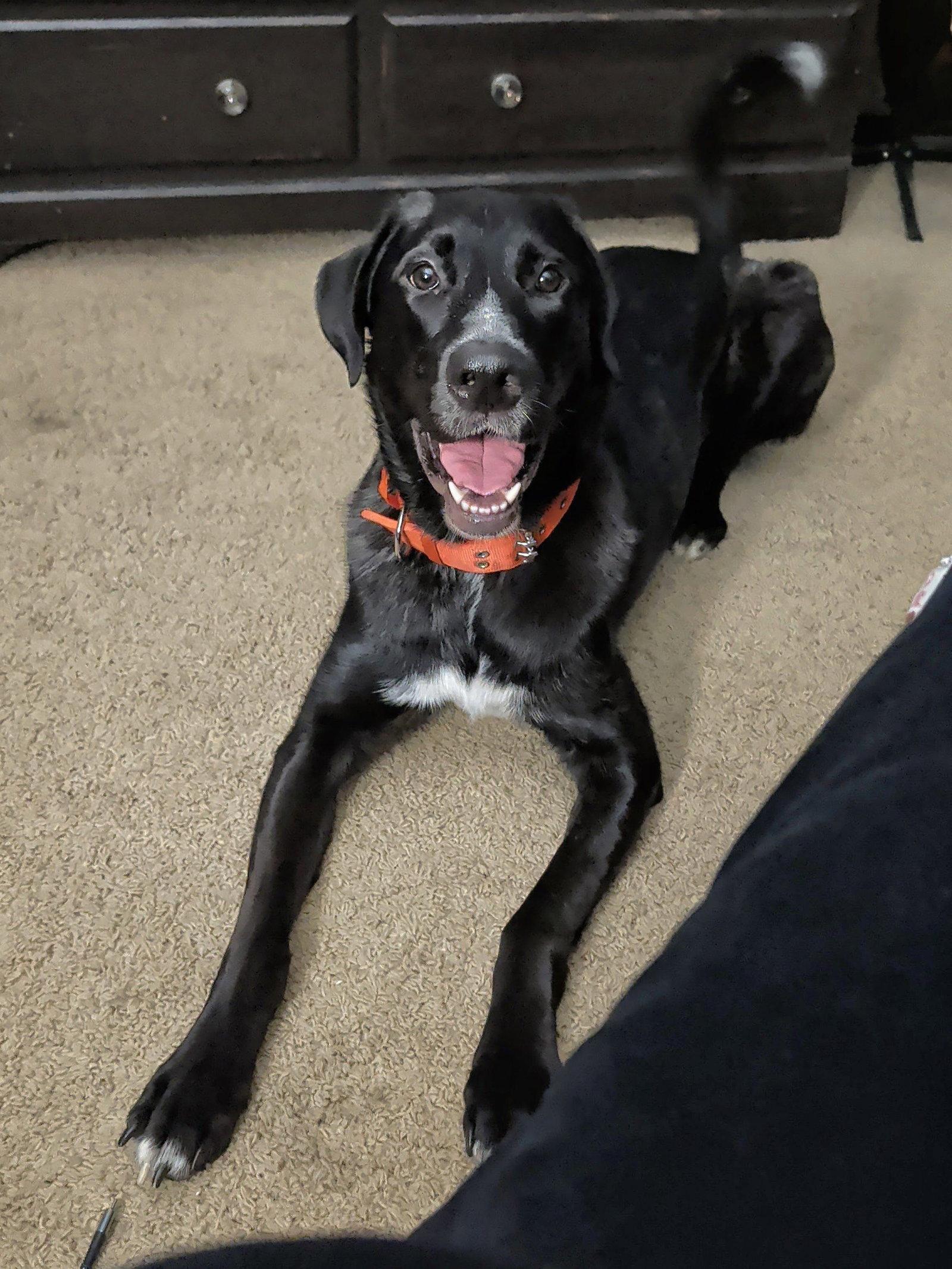 Enlarge Alfie, a Adoptable mixed breed in McKinney, TX image 1/3
