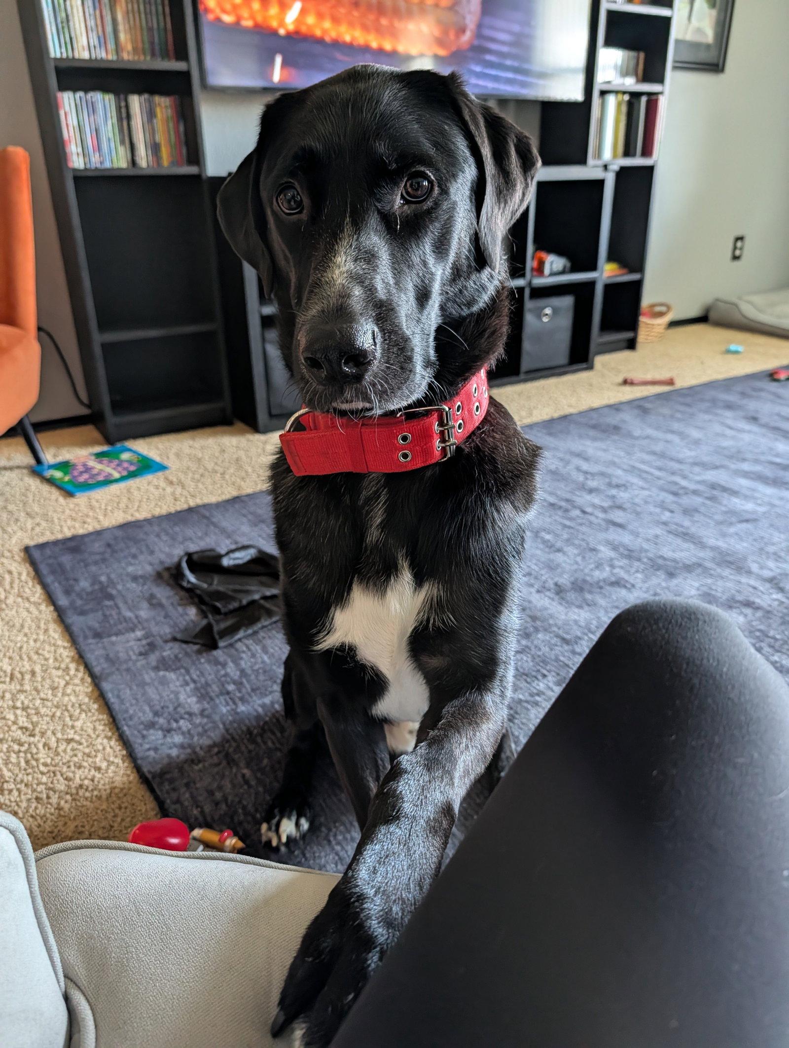 Enlarge Alfie, a Adoptable mixed breed in McKinney, TX image 2/3