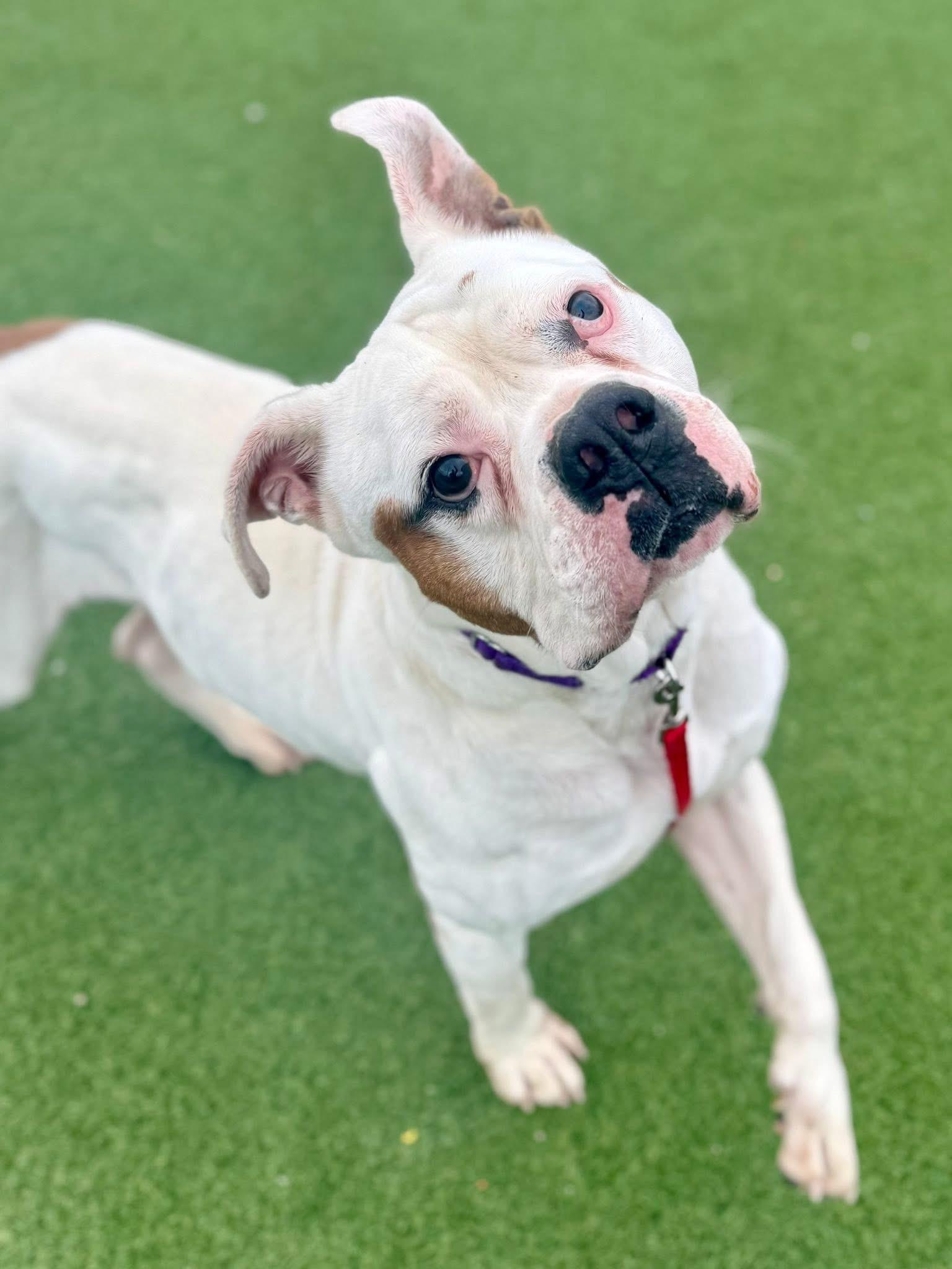 Tyson, a Adoptable Bulldog in Cleveland, OH image 1/6
