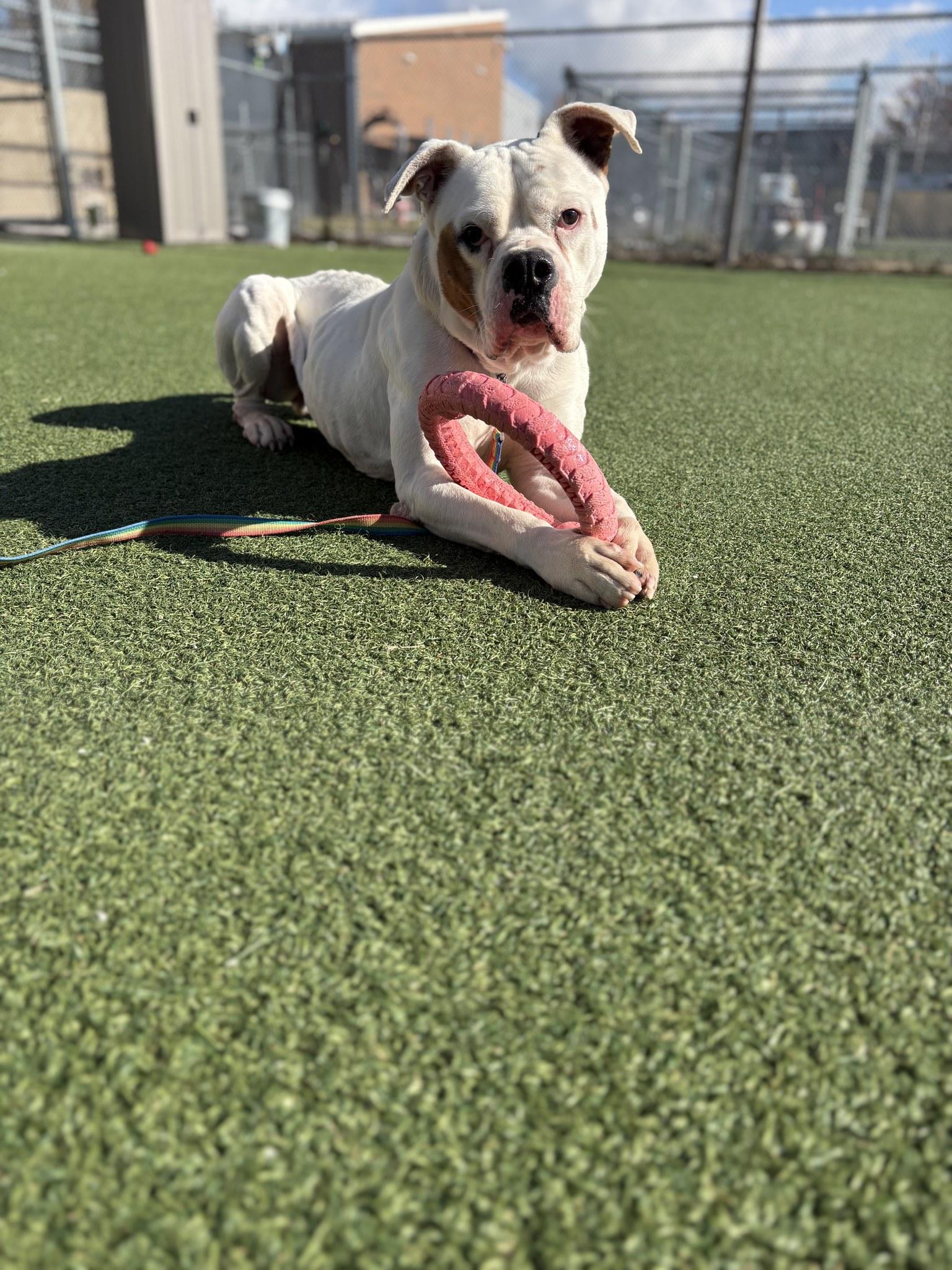 Tyson, a Adoptable Bulldog in Cleveland, OH image 6/6