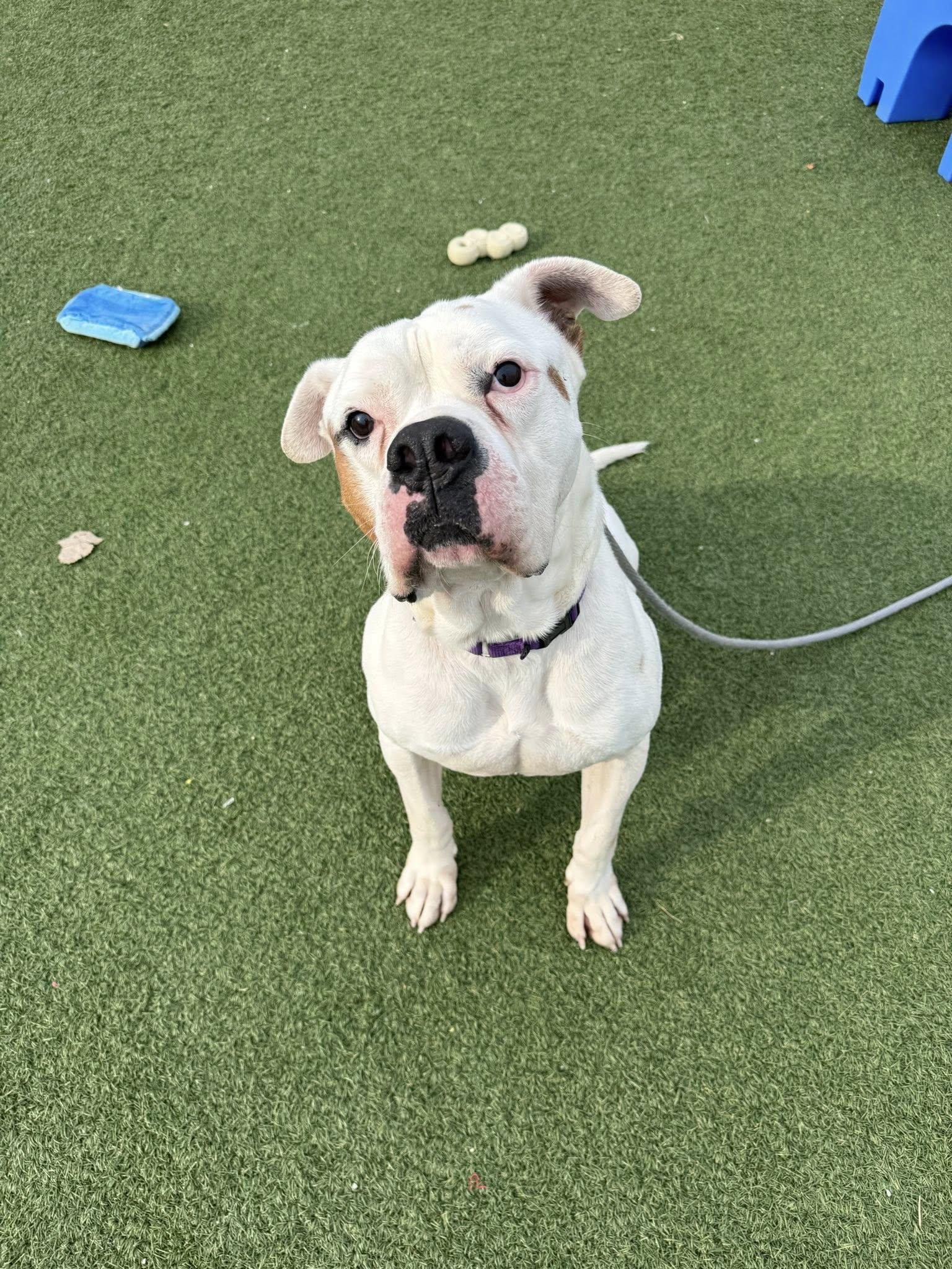 Tyson, a Adoptable Bulldog in Cleveland, OH image 2/6