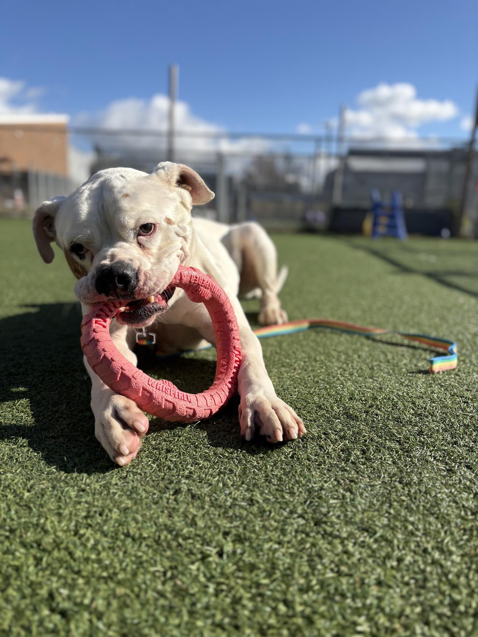 Tyson, a Adoptable Bulldog in Cleveland, OH image 3/6