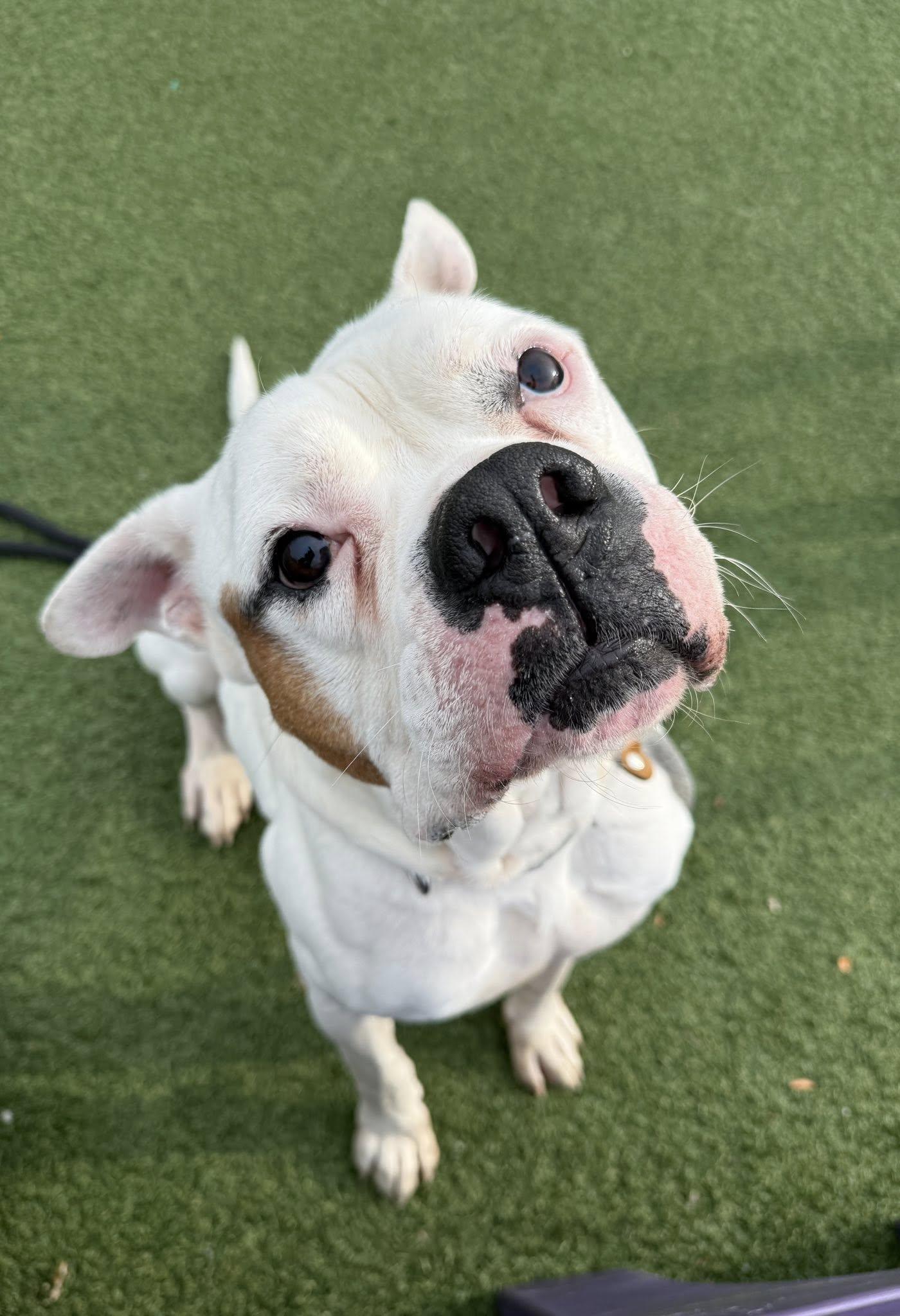 Tyson, a Adoptable Bulldog in Cleveland, OH image 4/6