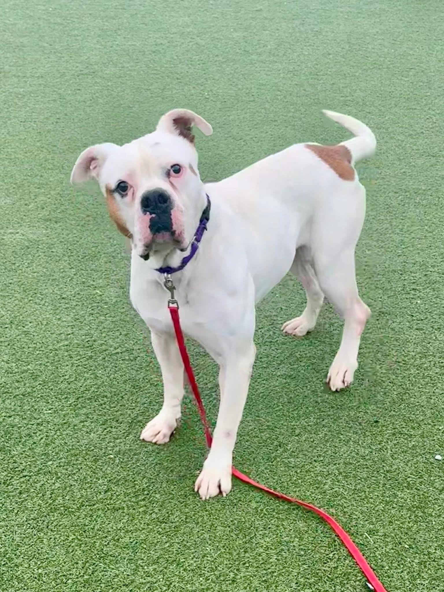 Tyson, a Adoptable Bulldog in Cleveland, OH image 5/6