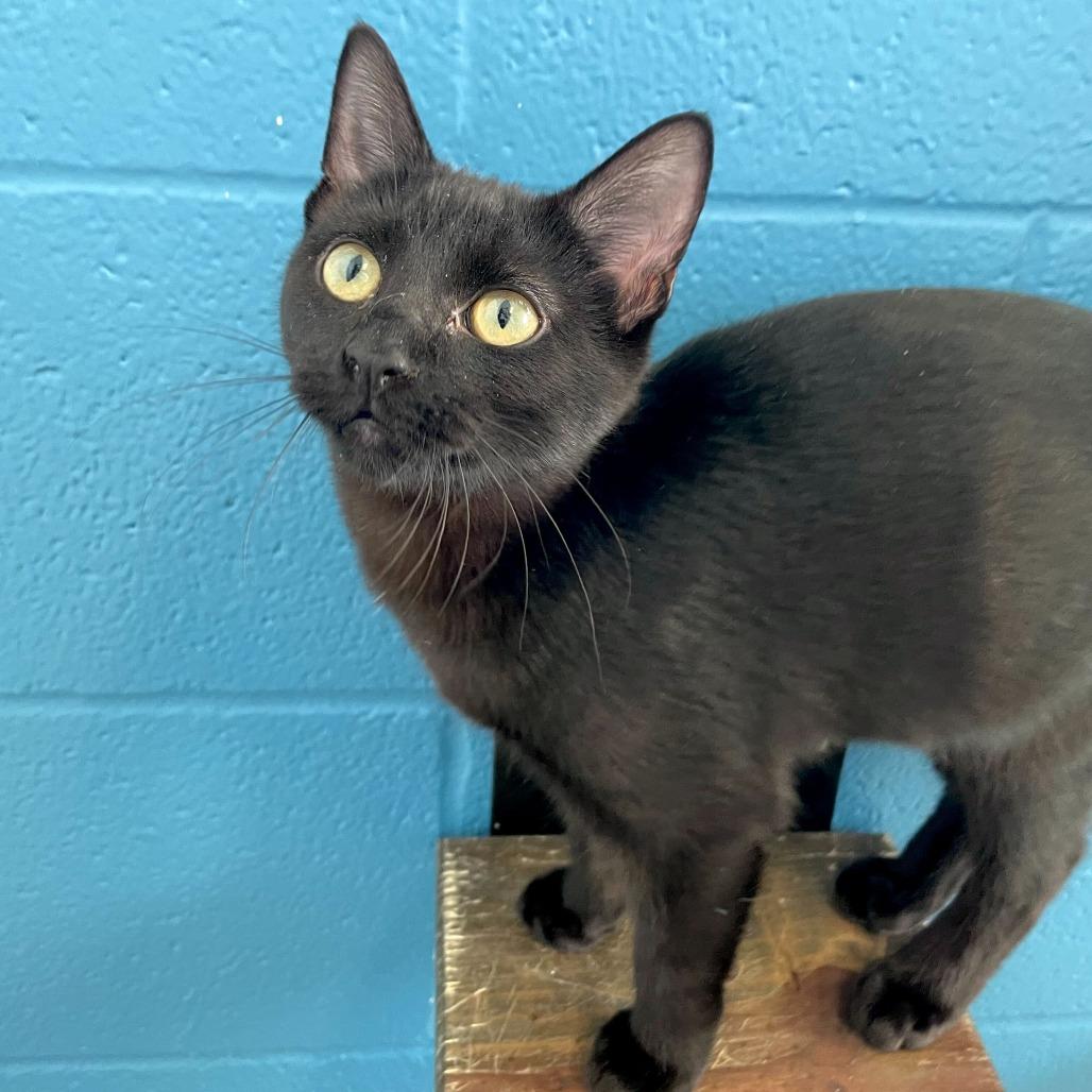 Wrinkled Pants, Adoptable, Kitten Male Domestic Short Hair.