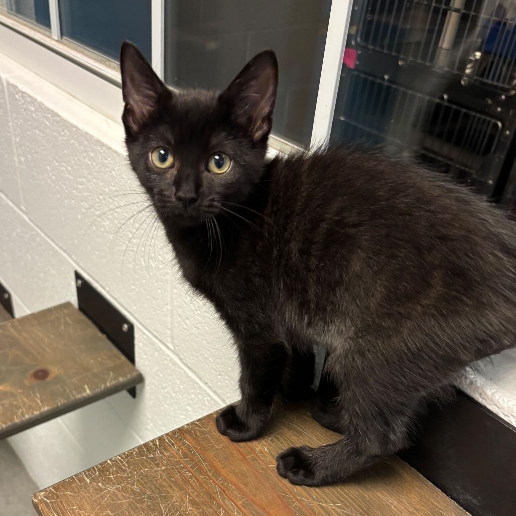 Wrinkled Pants, Adoptable, Kitten Male Domestic Short Hair.