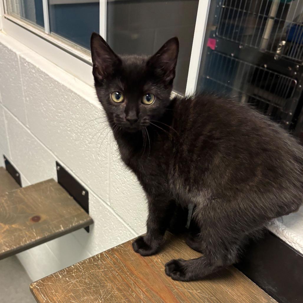 Enlarge Wrinkled Pants, a Adoptable Domestic Short Hair in Carencro, LA image 2/2
