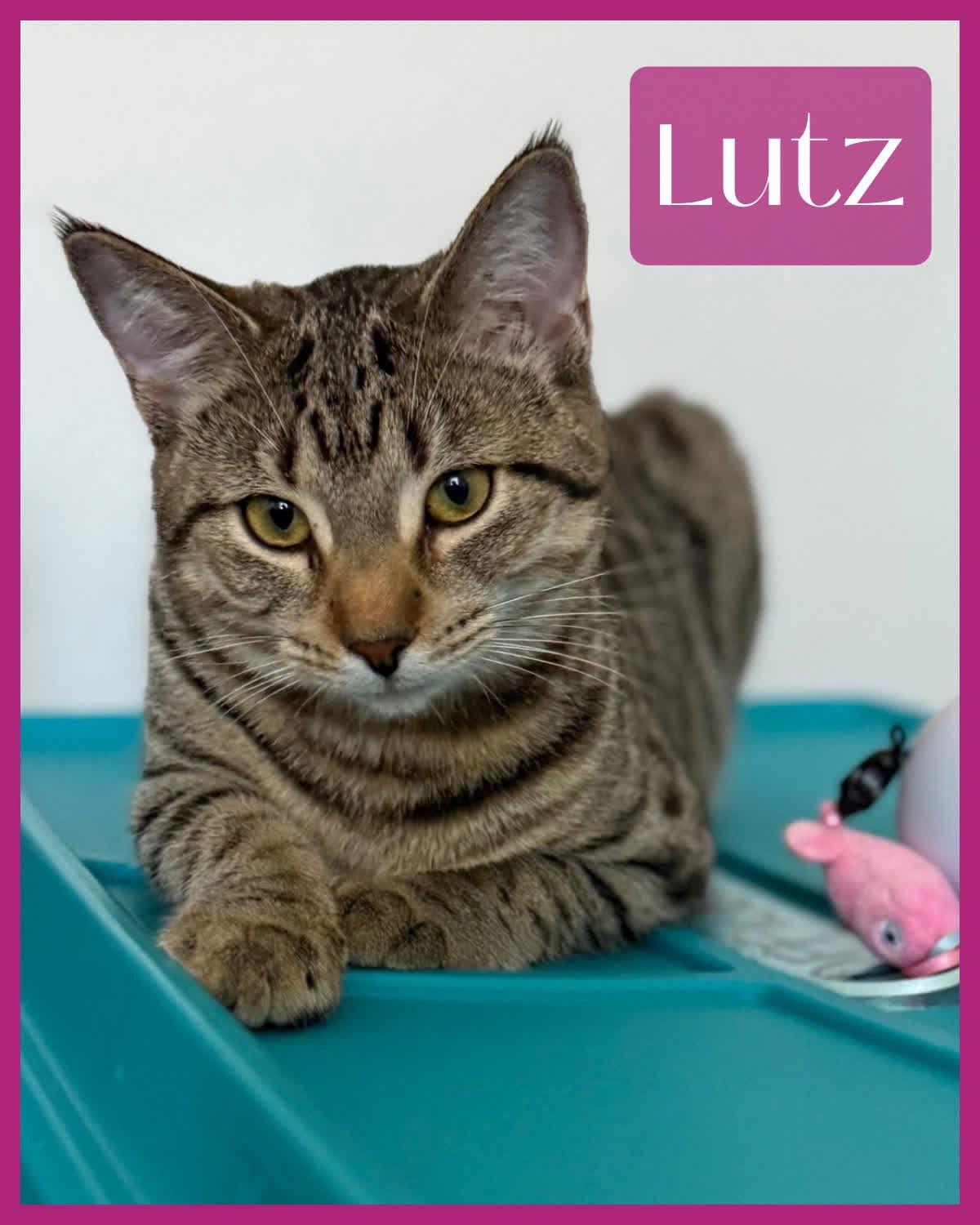 Enlarge Lutz, a Adoptable mixed breed in Pensacola, FL image 1/2