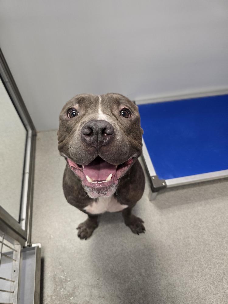 Dudley, Adoptable, Adult Male Pit Bull Terrier.