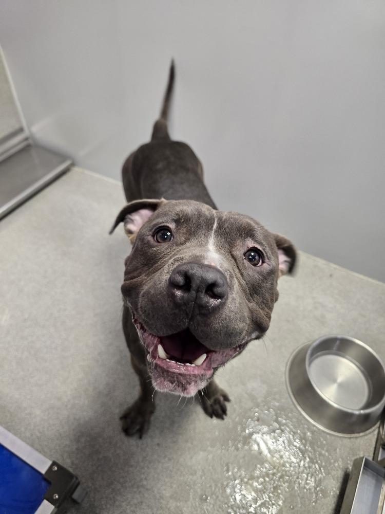 Enlarge Dudley, a Adoptable mixed breed in Wellington, KS image 2/3