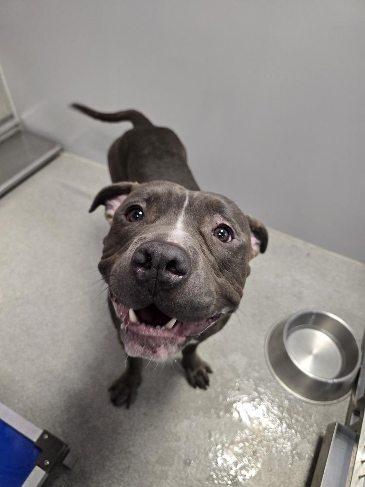 Enlarge Dudley, a Adoptable mixed breed in Wellington, KS image 3/3