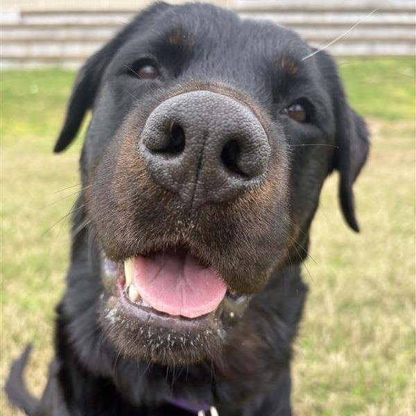Enlarge Lola, a Adoptable Rottweiler in Bentonville, AR image 5/6