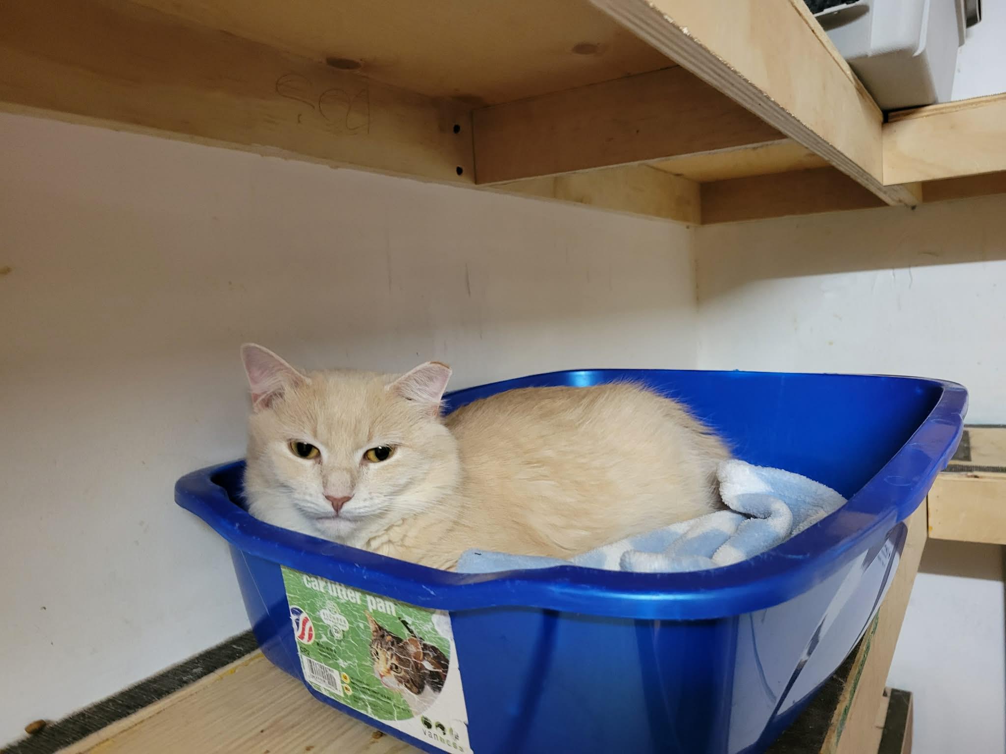 Enlarge Marinara, a ADOPTABLE Domestic Medium Hair in Verdun, QC image 1/1