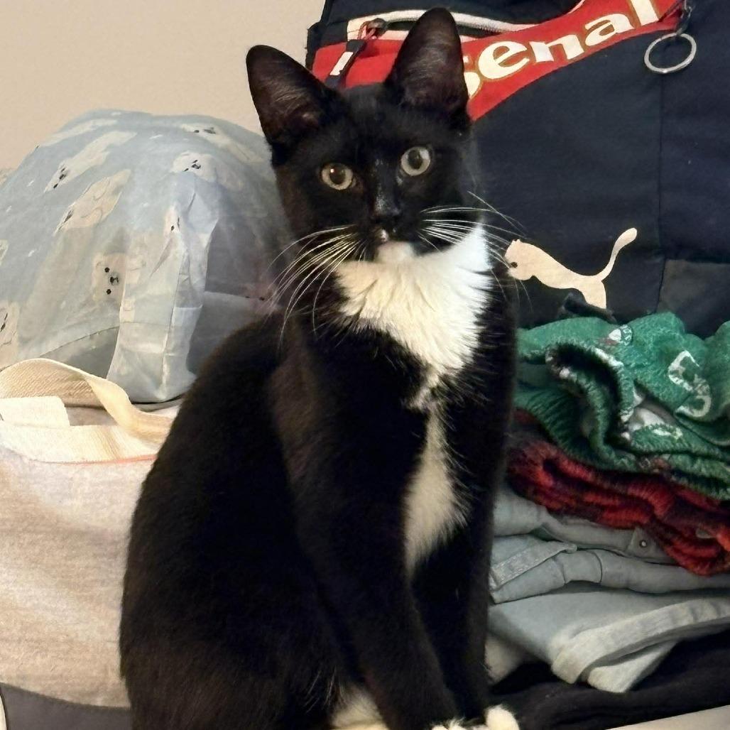 Tootsie, Adoptable, Young Female Domestic Short Hair.