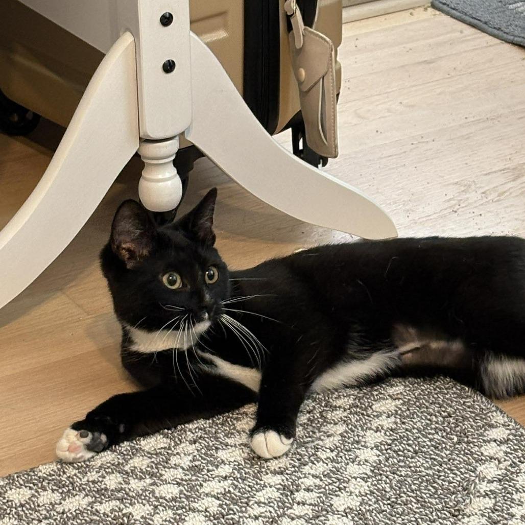 Enlarge Tootsie, a Adoptable Domestic Short Hair in Jarrettsville, MD image 2/6