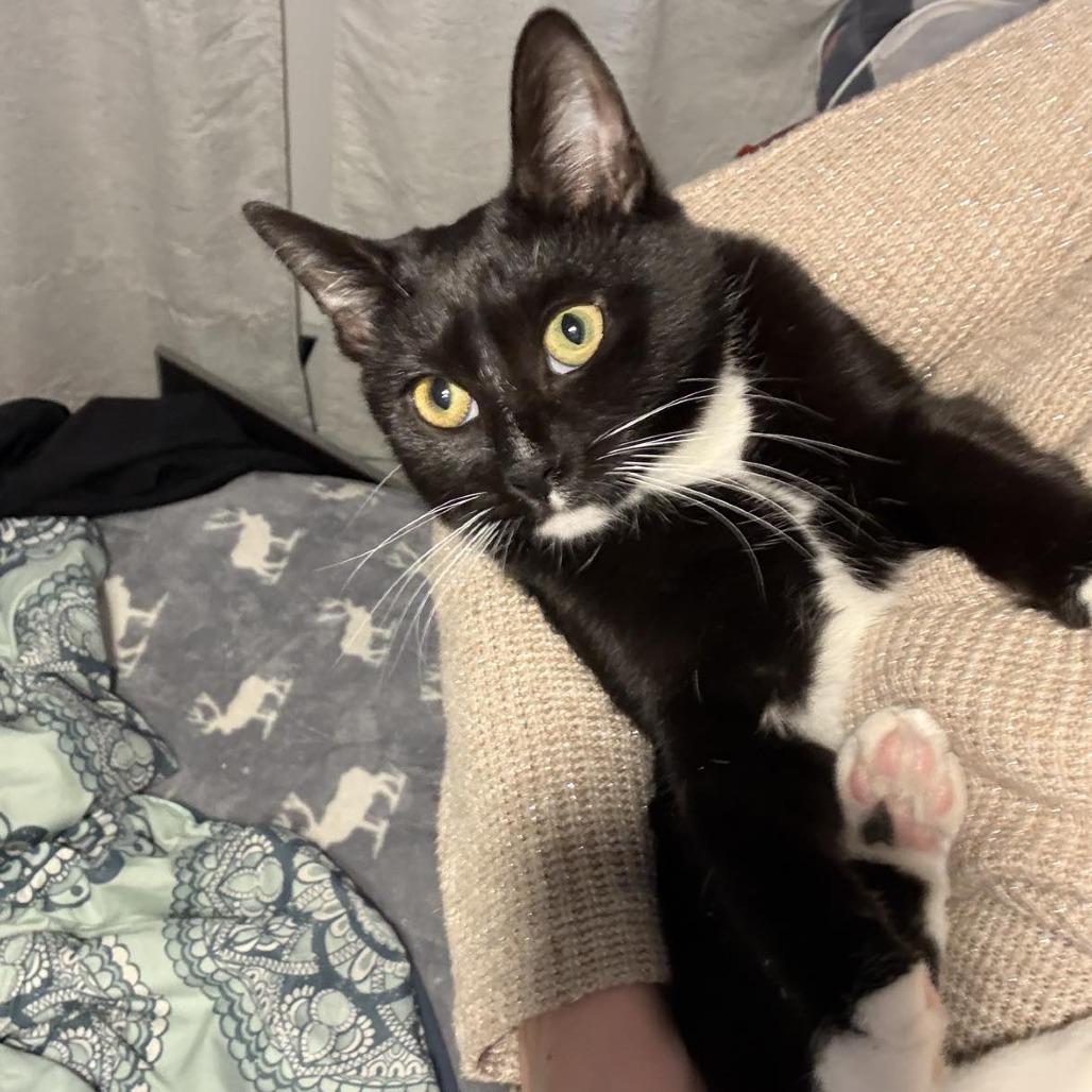 Enlarge Tootsie, a Adoptable Domestic Short Hair in Jarrettsville, MD image 3/6