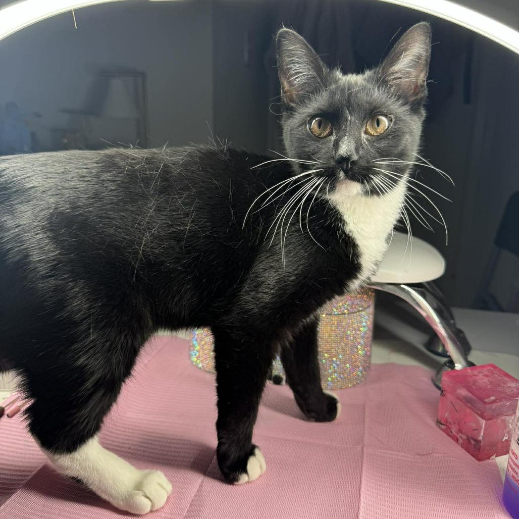 Enlarge Tootsie, a Adoptable Domestic Short Hair in Jarrettsville, MD image 4/6