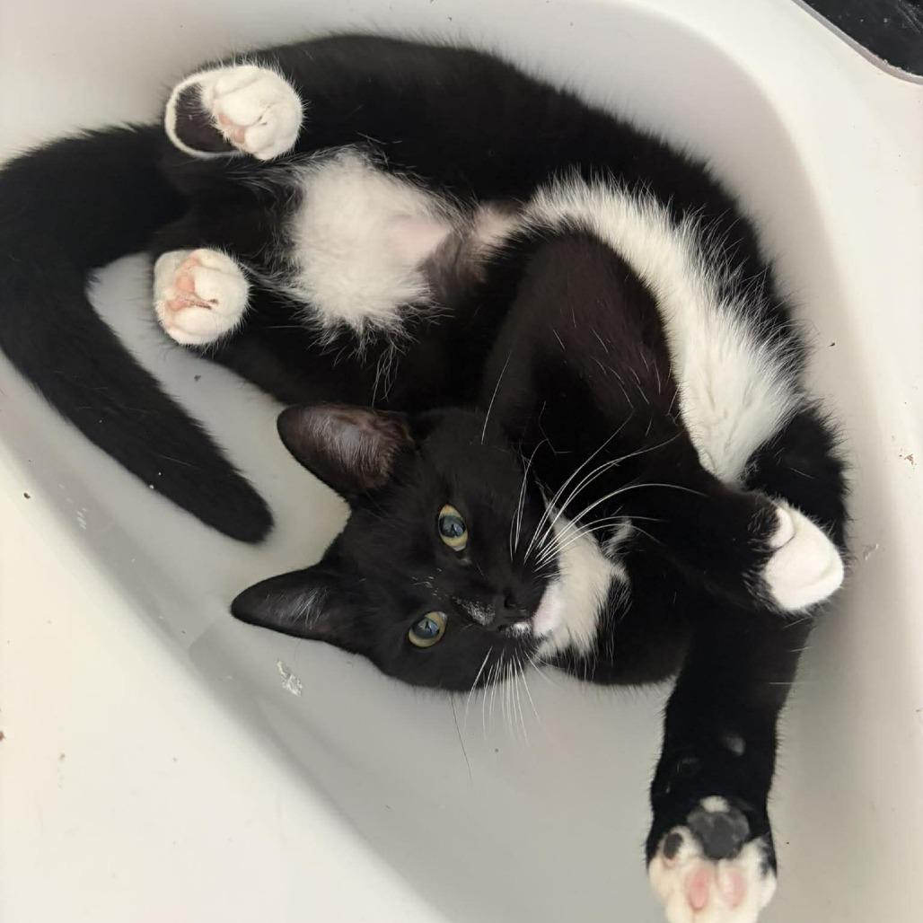 Enlarge Tootsie, a Adoptable Domestic Short Hair in Jarrettsville, MD image 5/6