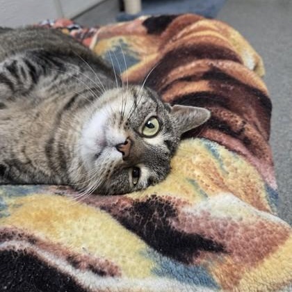 Winter, a ADOPTABLE Domestic Short Hair in Worcester, MA image 2/3