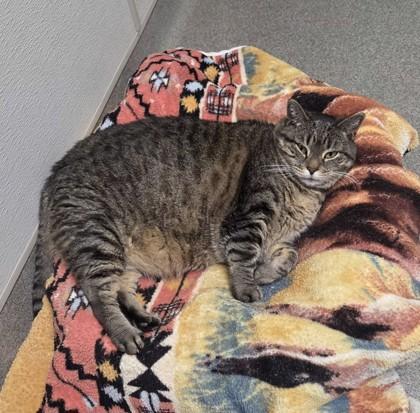 Winter, a ADOPTABLE Domestic Short Hair in Worcester, MA image 1/3