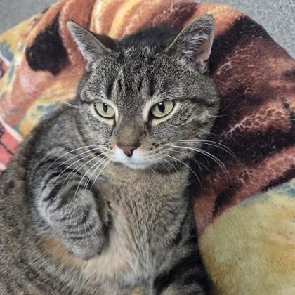 Winter, a ADOPTABLE Domestic Short Hair in Worcester, MA image 3/3