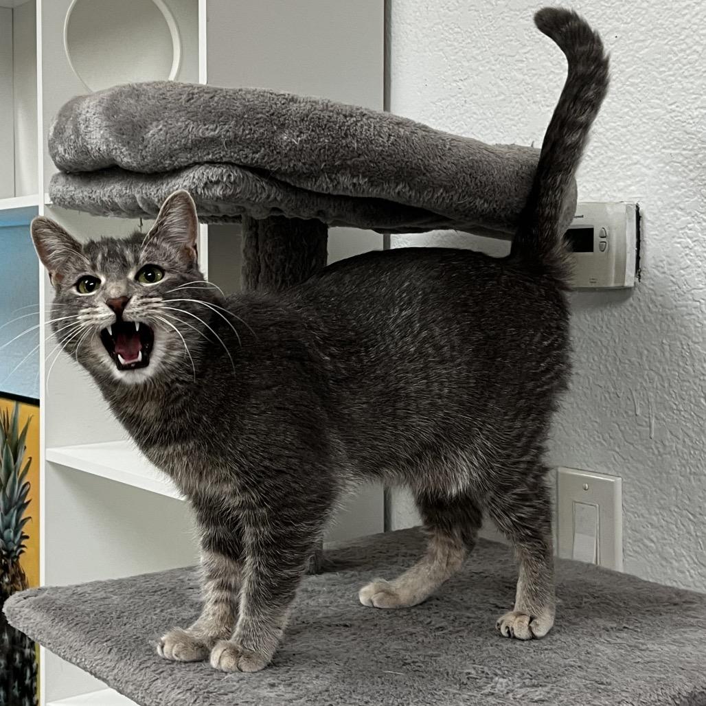 Violet, Adoptable, Young Female Domestic Short Hair.