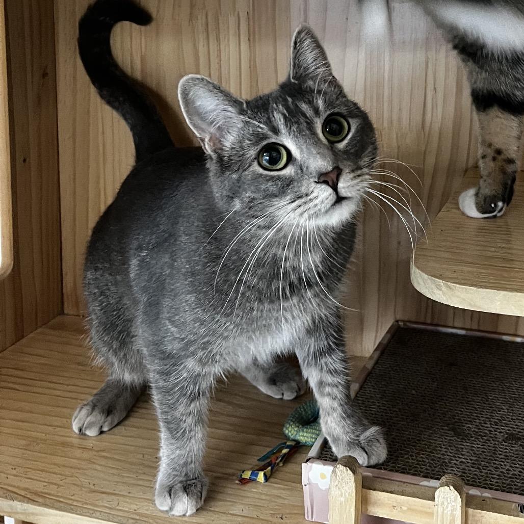 Enlarge Violet, a Adoptable Domestic Short Hair in Yucca Valley, CA image 2/4