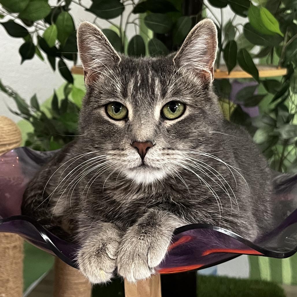 Enlarge Violet, a Adoptable Domestic Short Hair in Yucca Valley, CA image 3/4