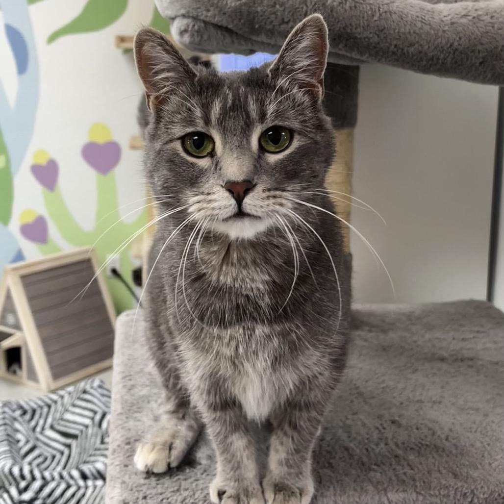 Enlarge Violet, a Adoptable Domestic Short Hair in Yucca Valley, CA image 4/4