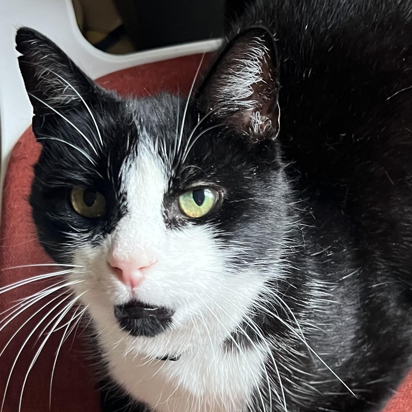 Burton, Adult Male Tuxedo